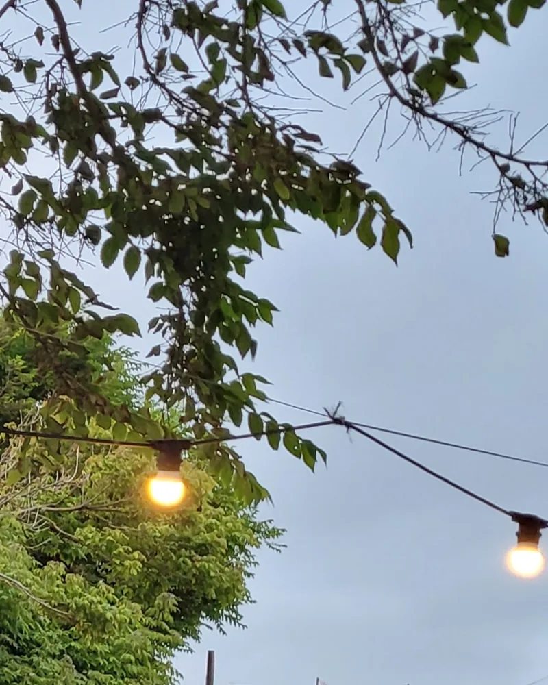 Des guirlandes lumineuses tendues sous les arbres, un soir d’été